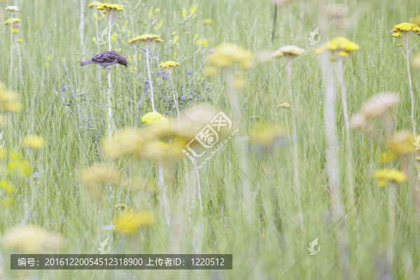 田野里的麻雀