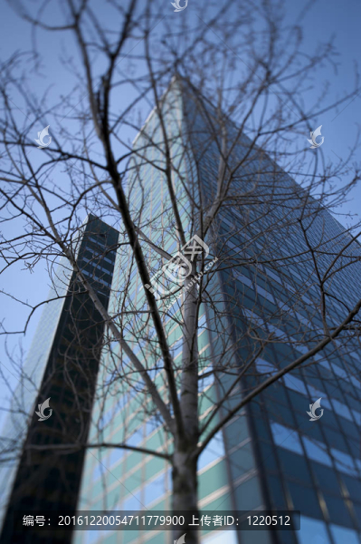 光禿禿的樹(shù)與辦公樓