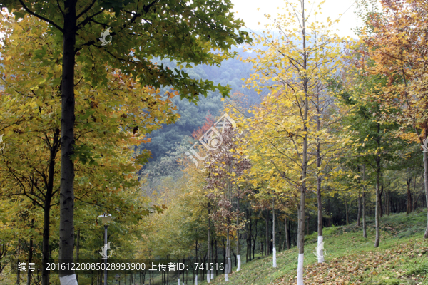 秋天樹林