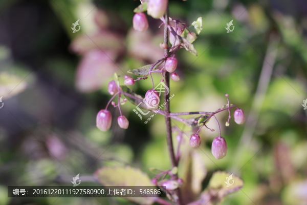 花果