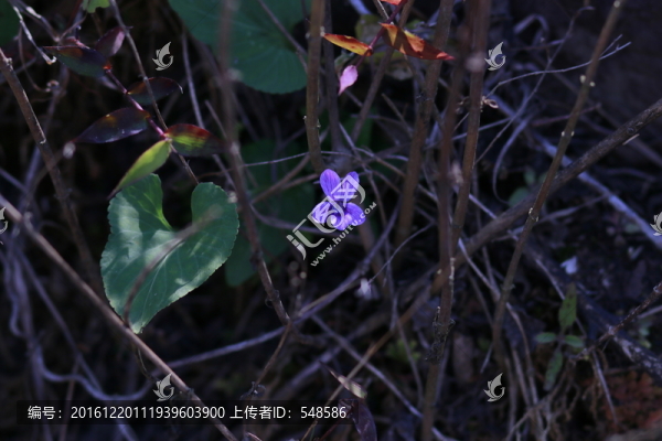 小野花