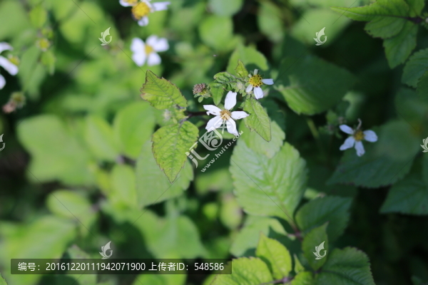 野菊花