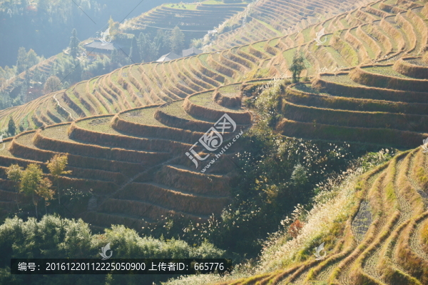 梯田