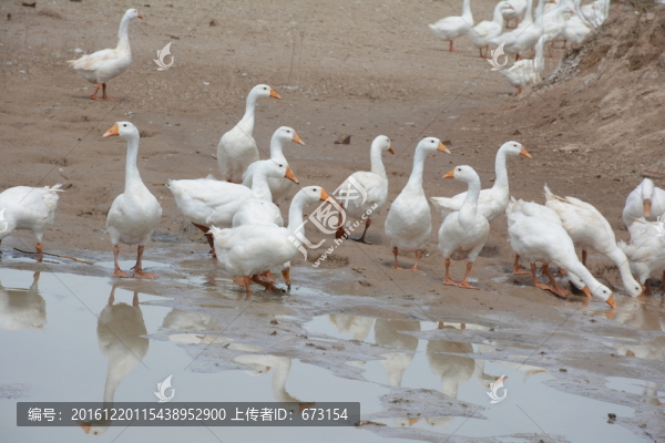 養(yǎng)鵝場(chǎng)