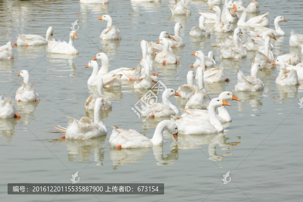 白鵝戲水
