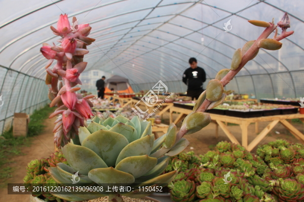 多肉微景受歡迎,（6）