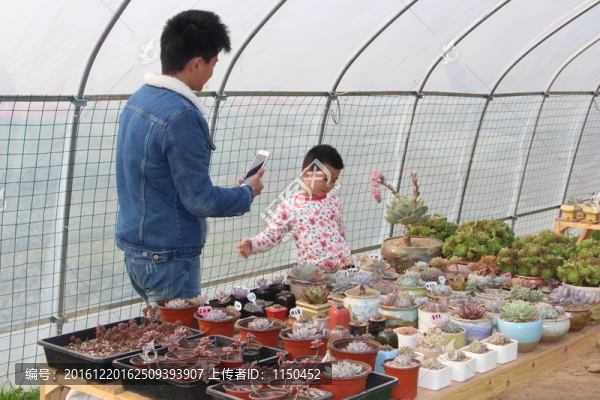 多肉微景受歡迎,（45）