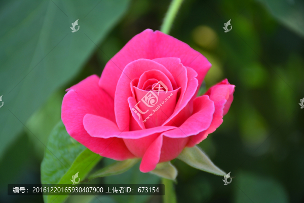 月季花