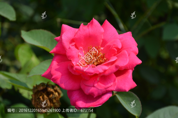 月季花