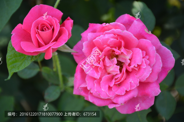 月季花