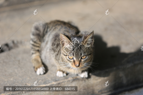 家貓