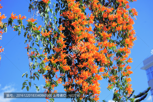 炮仗花