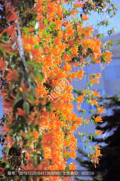 炮仗花