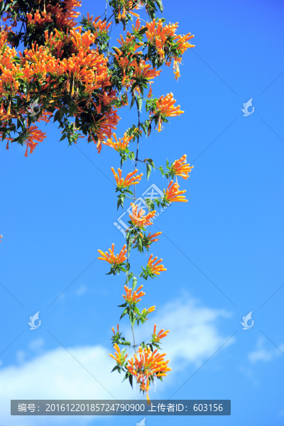 炮仗花