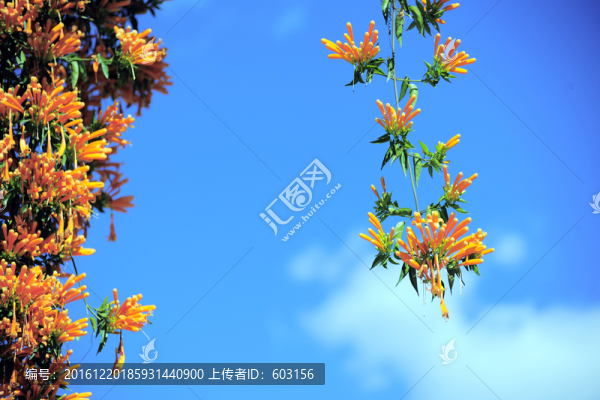 炮仗花