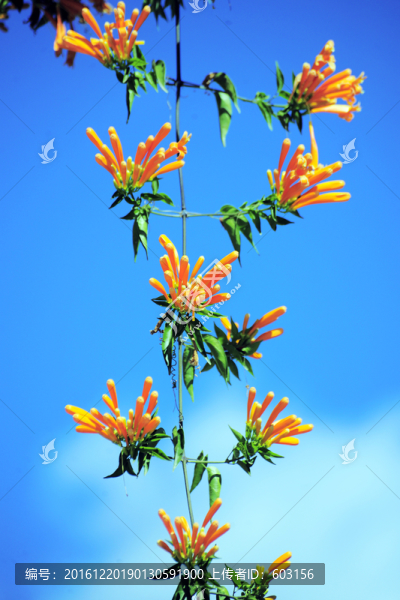 炮仗花