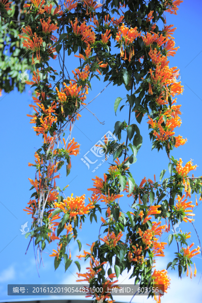 炮仗花