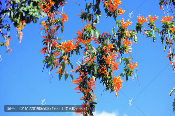 炮仗花