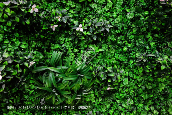 植物背景墻