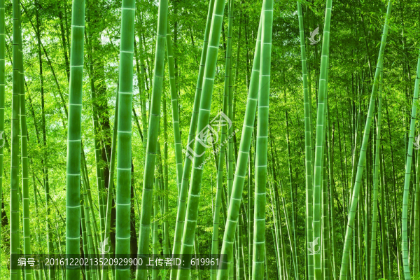 翠竹,竹林