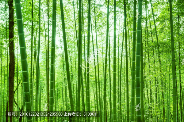 翠竹,竹林