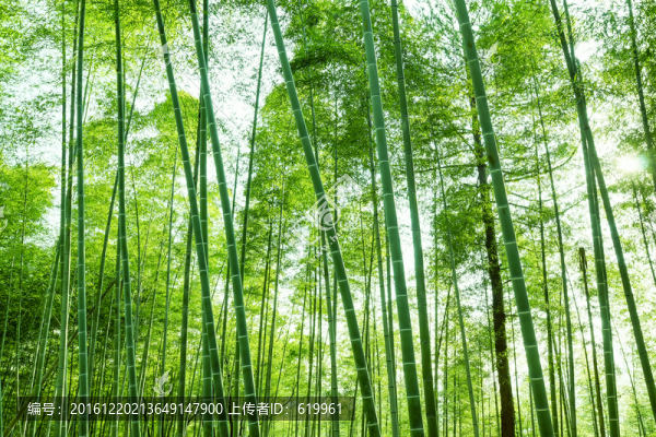 翠竹,竹林