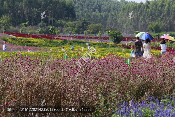 花海