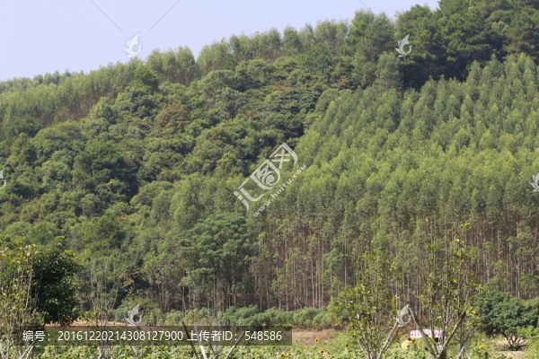 樹(shù)林