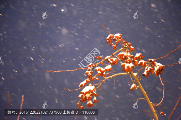 雪夜,紅果