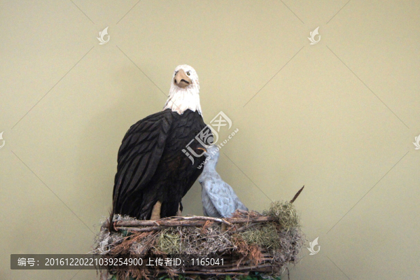 鳥標本