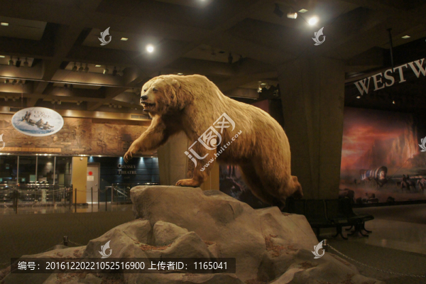 狗熊標(biāo)本