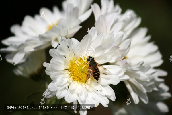 白菊花