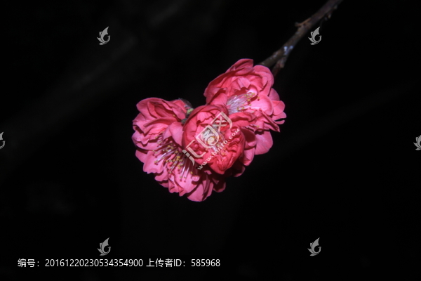 粉色桃花