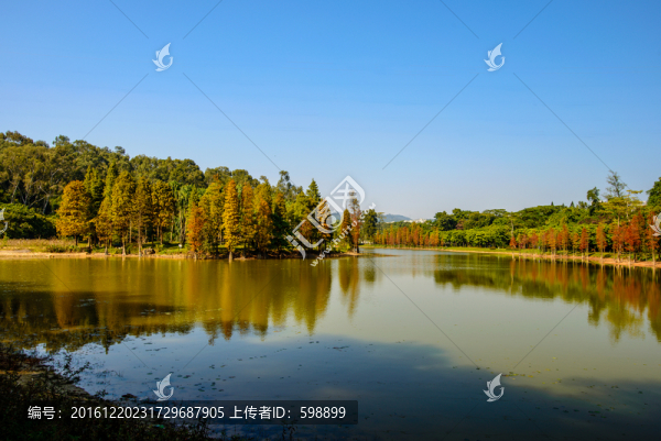 陽光樹林湖岸