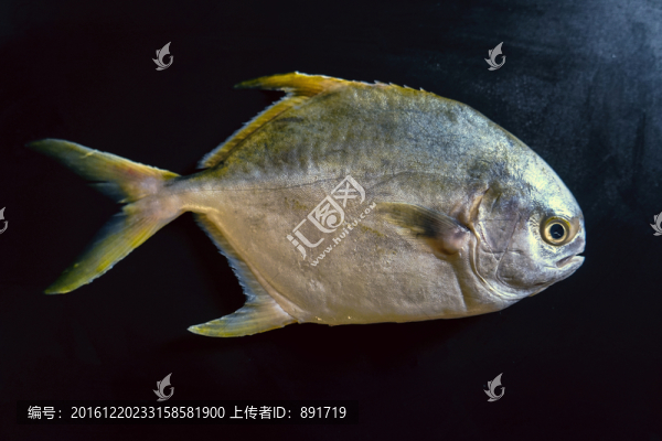 金鯧魚特寫,黃鯧魚高清