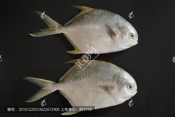金鯧魚特寫,黃鯧魚高清