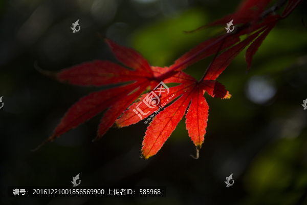 紅楓雞爪槭