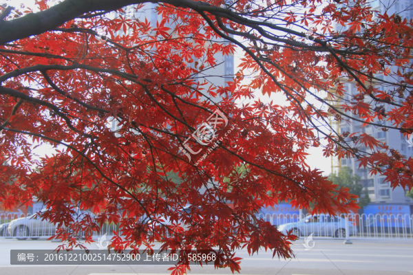 紅楓雞爪槭