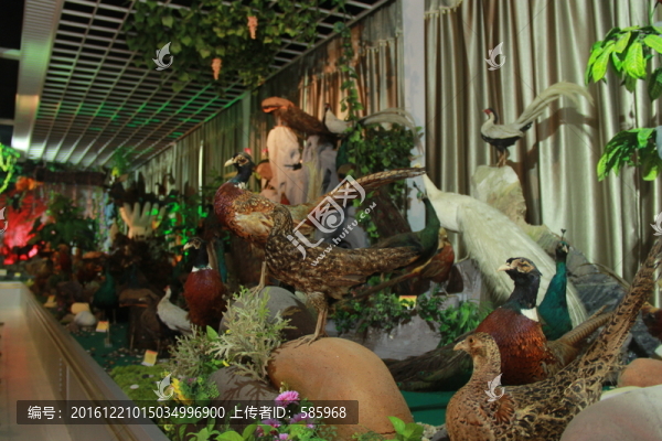 動物標本館
