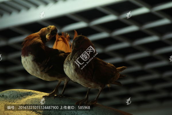 動(dòng)物標(biāo)本館