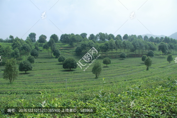 茶園茶廠