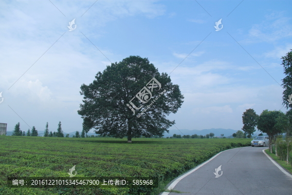 茶園茶廠