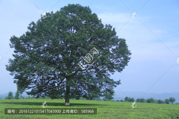 茶園茶廠