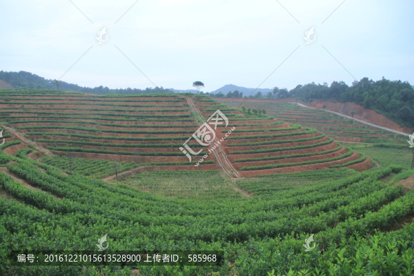 茶園茶廠