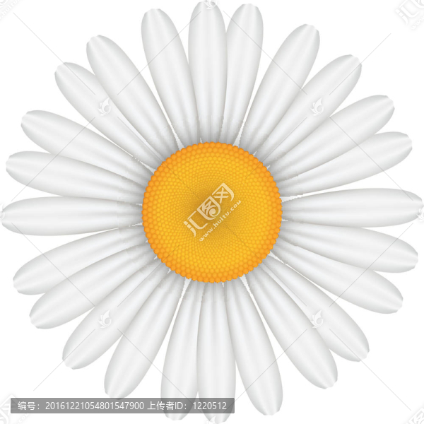 插畫洋甘菊