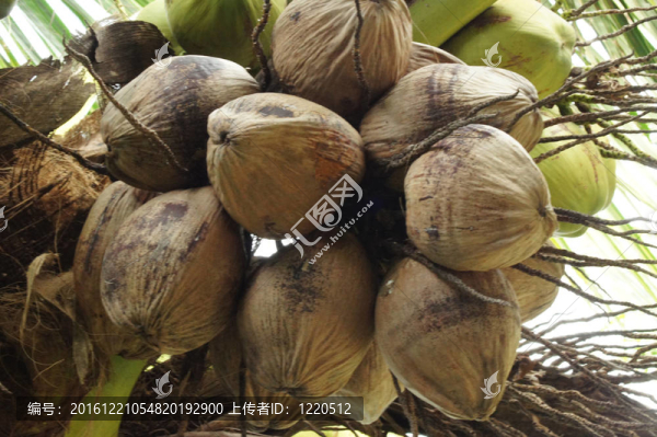 椰子樹