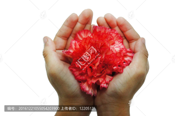 橙色的康乃馨孤立在白色背景的康乃馨為蛾
