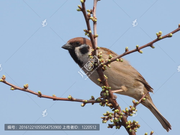 樹雀在樹枝上