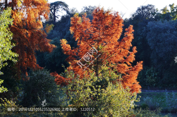在一個(gè)秋天的森林景觀公園