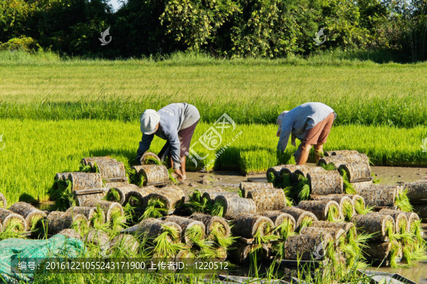 泰國農(nóng)民種植樹苗大米。